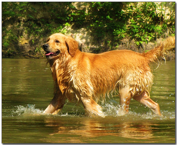 물에서 놀고있는 골든리트리버