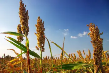수수 가격 및 효능, 영양성분과 부작용