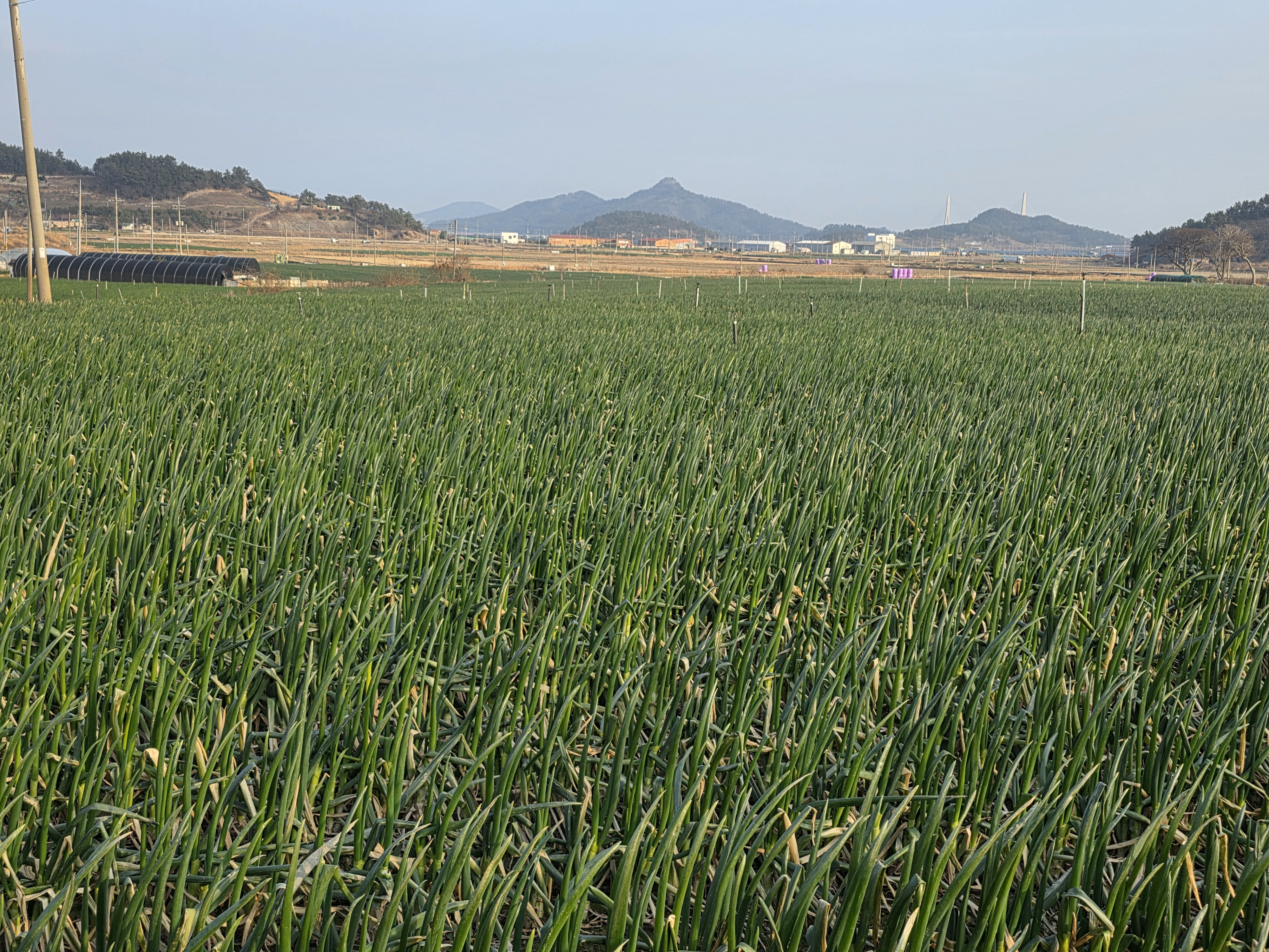 신안의 끝없는 파밭