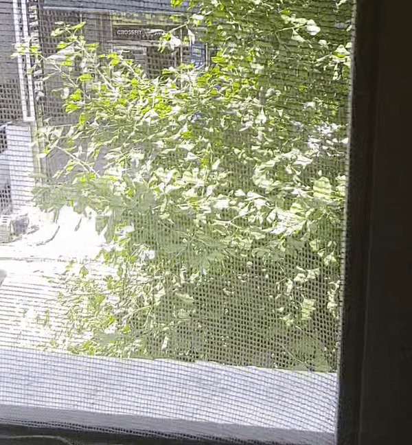 부엌-창문-밖으로-보이는-은행-나무