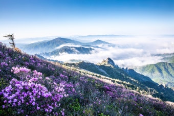 설악산 봄 꽃 사진