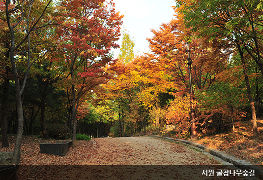 대전 한밭수목원 꽃구경