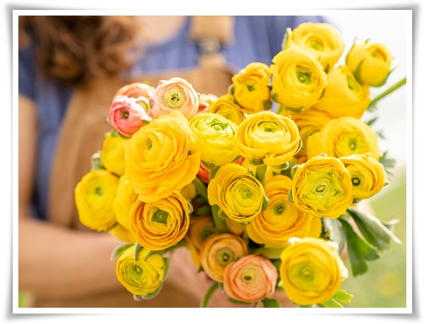 "라넌큘러스" 봄의 로맨스를 담은 매혹적인 매력의 꽃 봄의 요정!