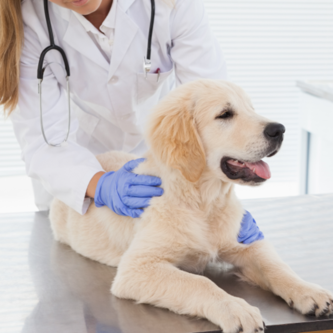 반려견 예방 접종