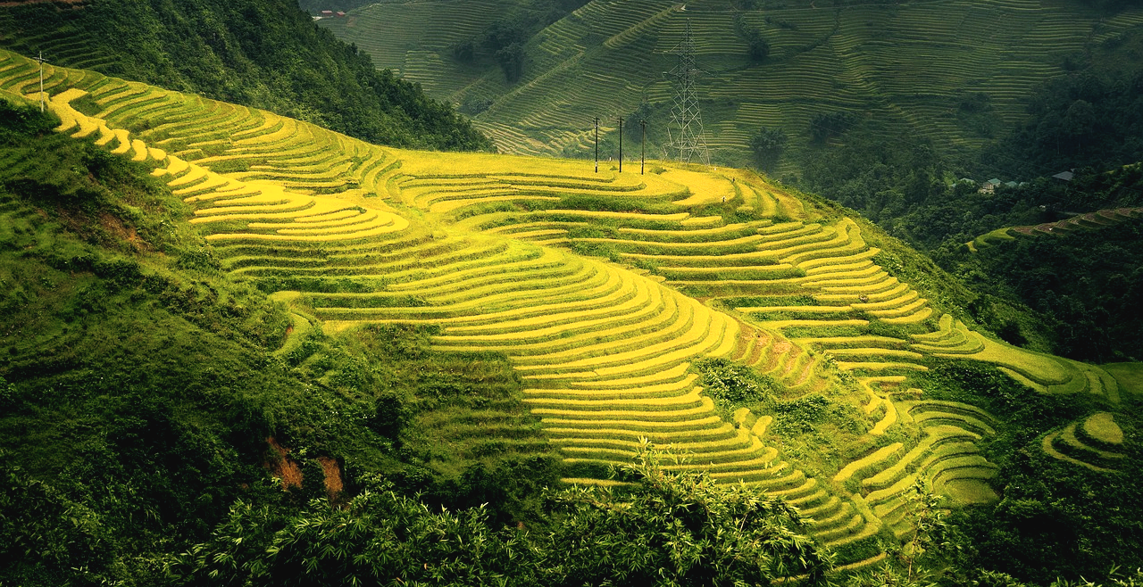 베트남 사파 계단식 논
