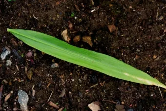 리크 재배 분주 심기 북주기 통풍 관리_6