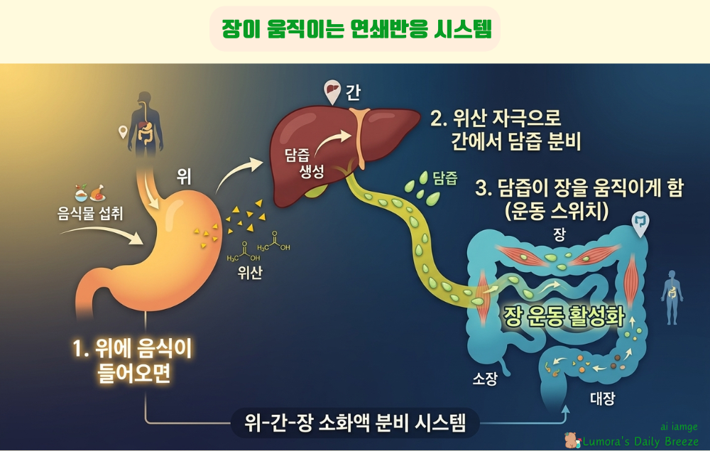 장을 움직이게 하는 연쇄 반응 시스템을 구체화하여 이미지로 표현. 이해를 돕기위한 이미지.