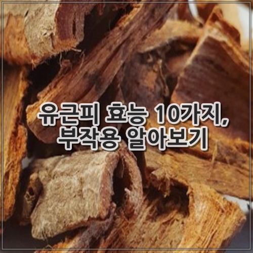 유근피 효능 10가지, 부작용 알아보기