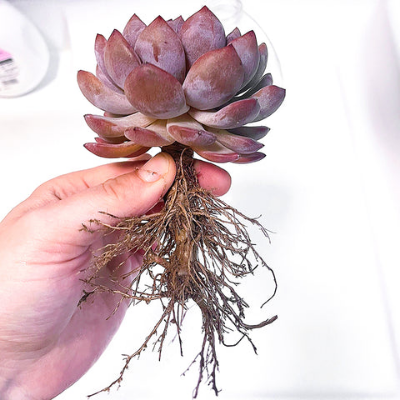 다육식물 분갈이 3단계 뿌리 다듬기 후 건조하기