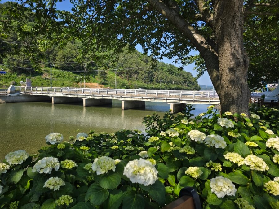 6월 전국 수국 축제