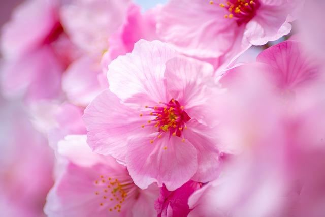 경기도 벚꽃 명소 추천