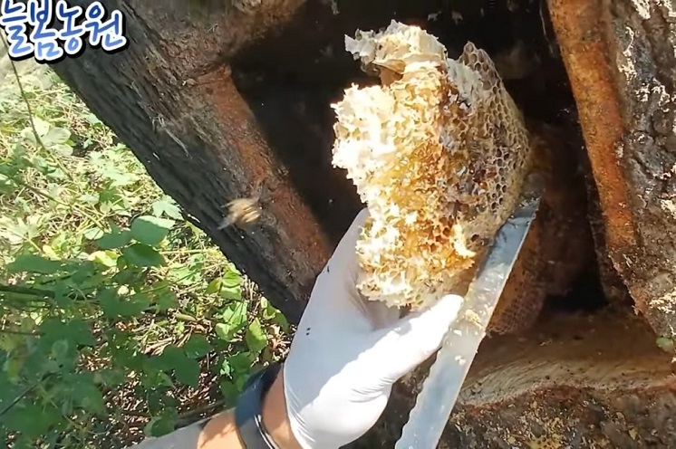 홍천-꿀의진수-토종꿀-늘봄농원