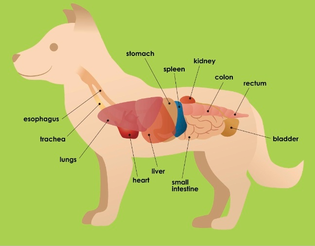 강아지 간수치 ALT·AST 높을 때 증상과 간수치 낮추는 방법