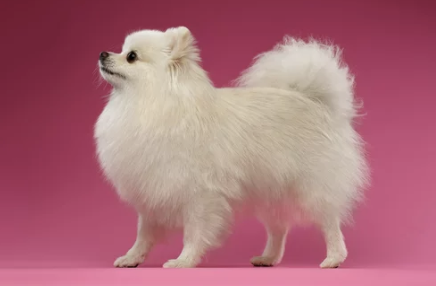 포메라니안/출처:어도비스톡