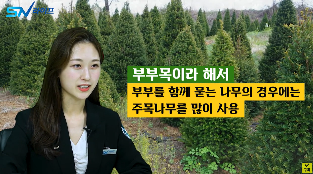 부부목으로 많이 쓰이는 추모목은 주목나무입니다.