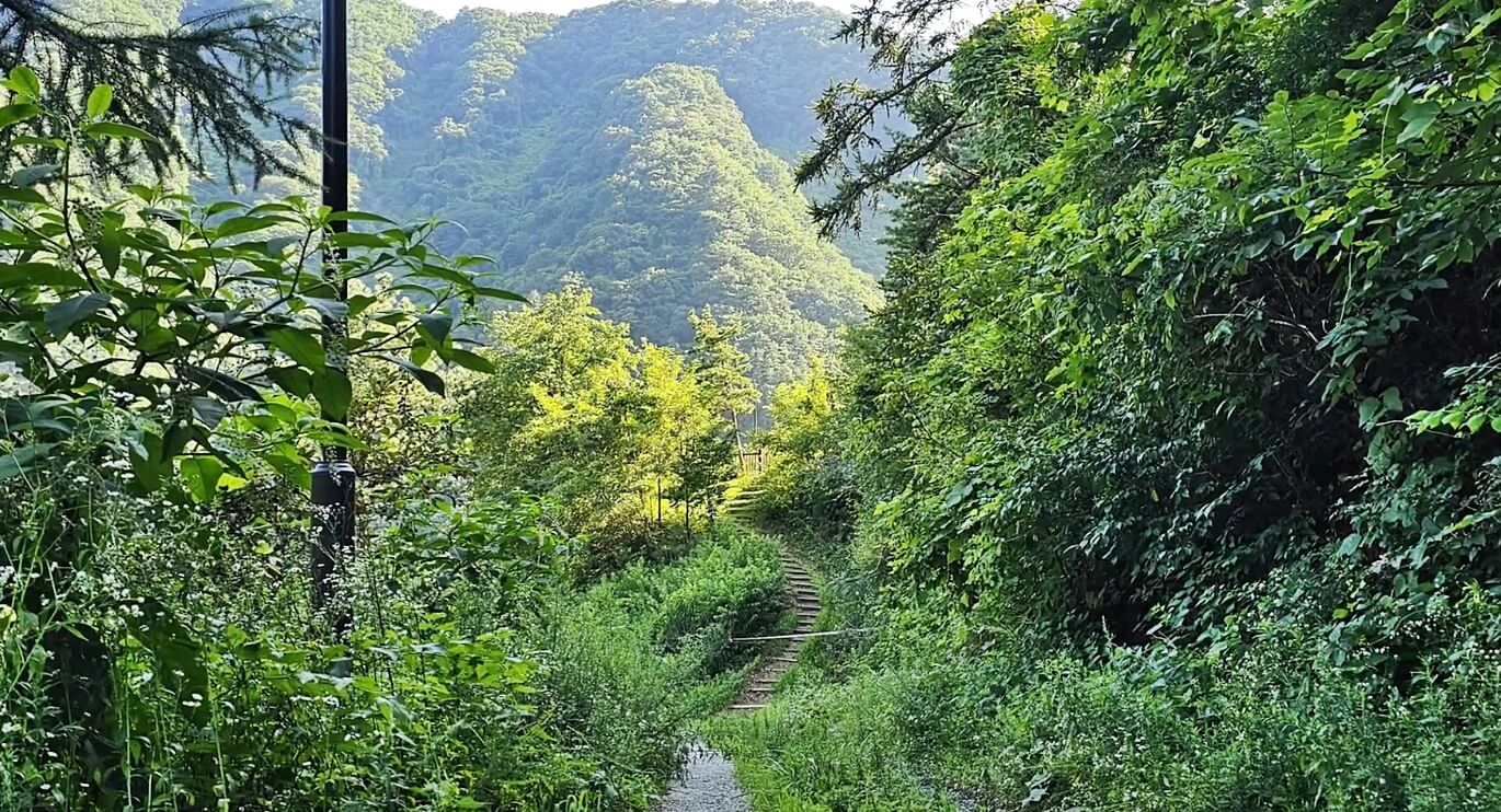 어깨산