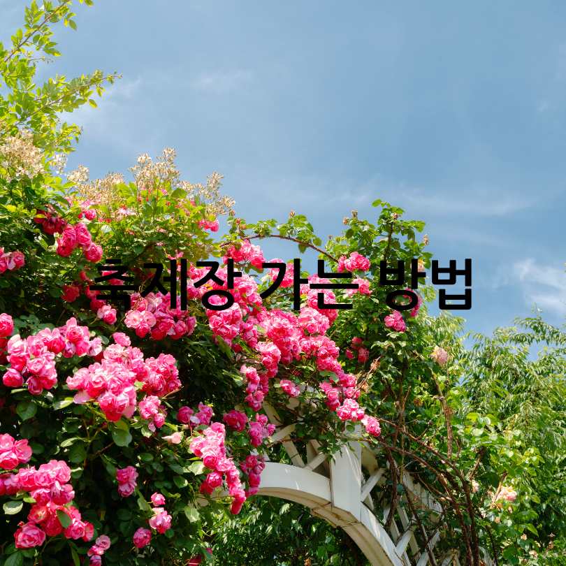 삼척장미축제 2025 : 5월6월 국내여행지