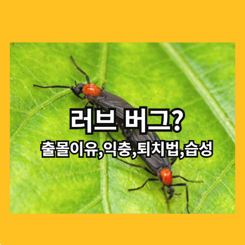러브 버그