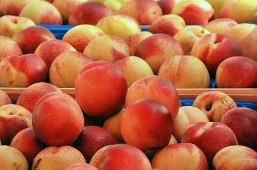 아삭하고 달콤한 신비복숭아