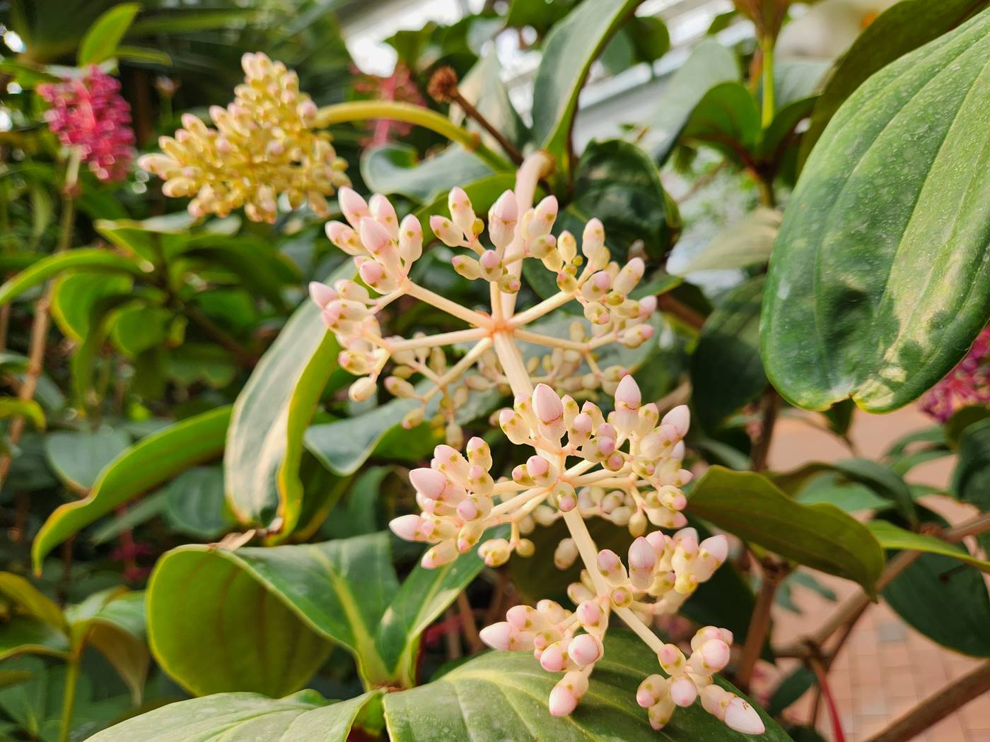 메디닐라 마그니피카