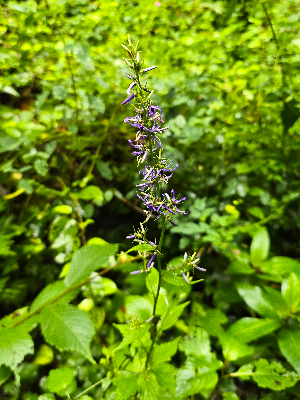 곰배령 야생화 사진