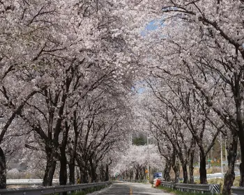 벚꽃 개화시기_22