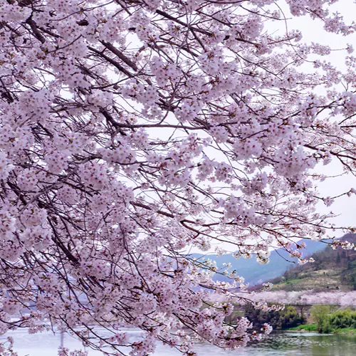 섬진강벚꽃축제