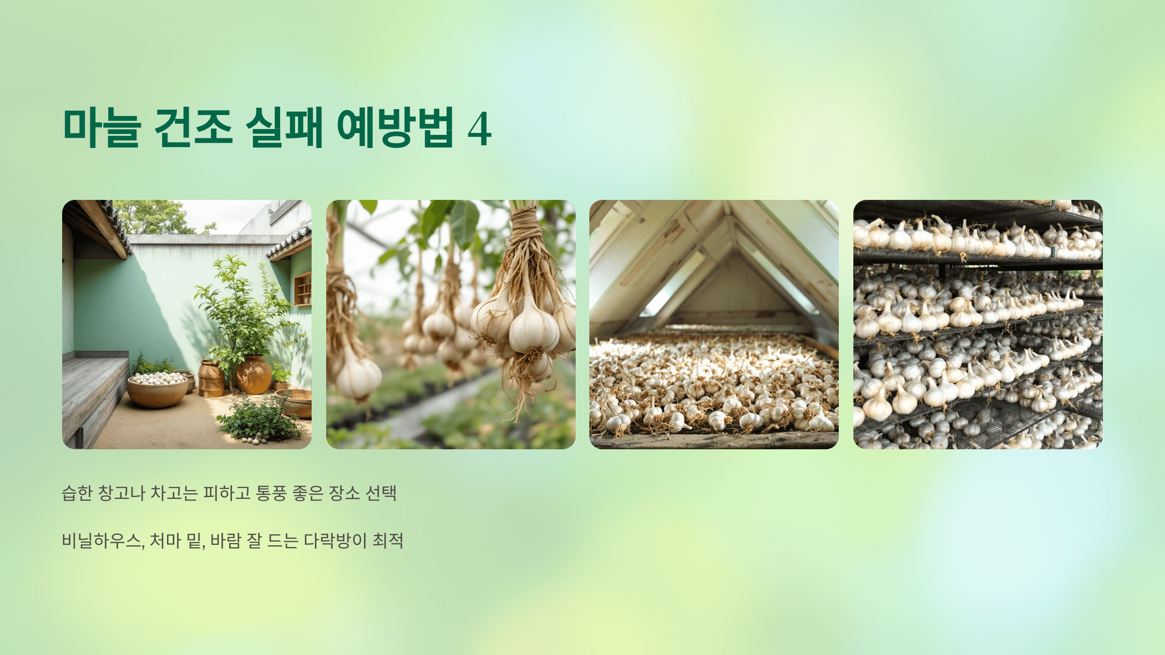 마늘 사진입니다.