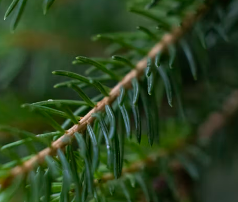 송화가루 효능 : 피부