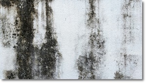 제습기 추천 가격 비교 원리 효과 2024