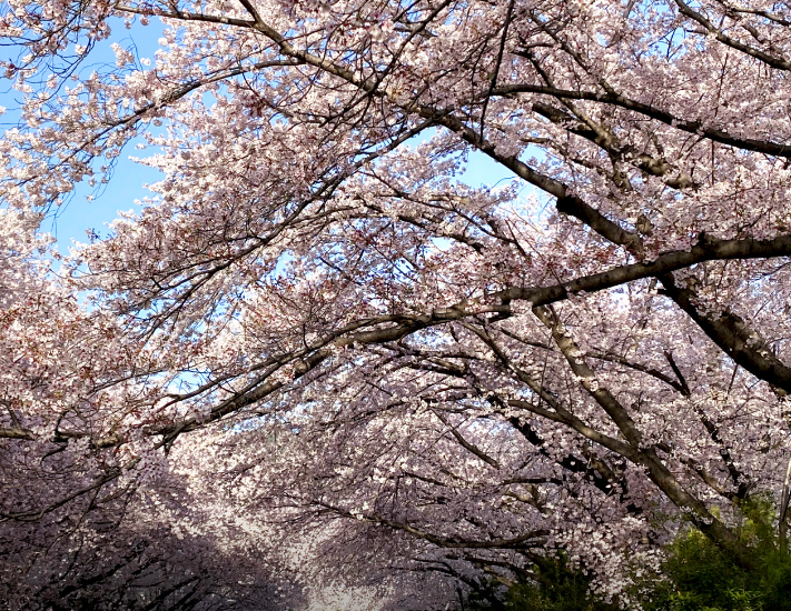 여좌천로망스다리5