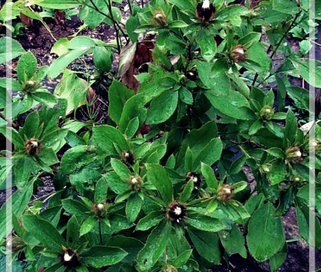 삽주의 효능 및 활용법