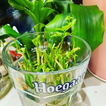 고수 재배 허브 키우기 상자 텃밭 통풍 관리_11