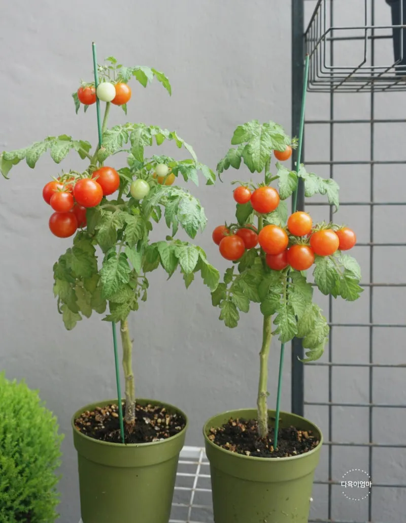 방울토마토 재배 화분 키우기 적심 유인 당도 관리_1