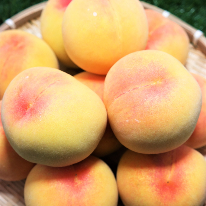 백천황도 복숭아의꽃 수확 시작! 달콤한 여름의 맛을 담다