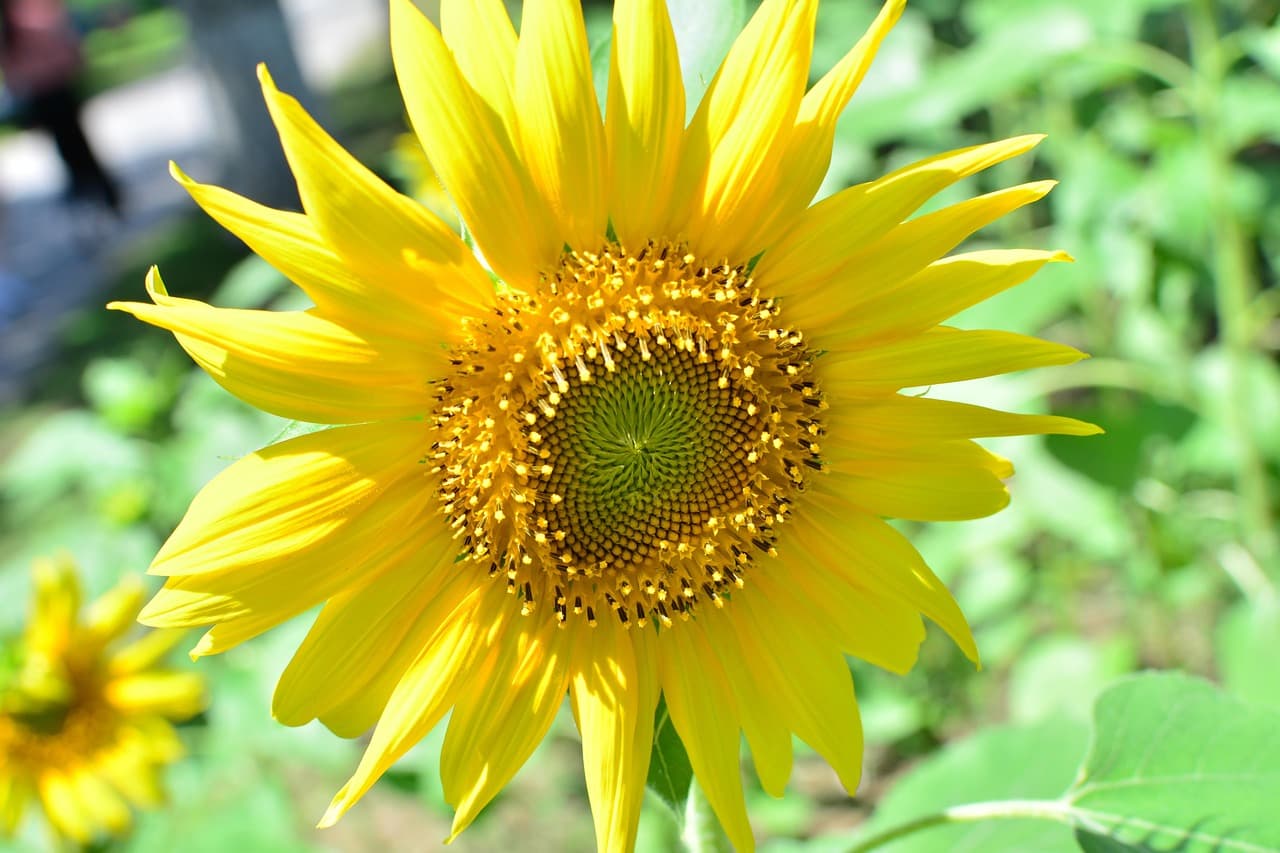 비타민D가 부족하면 나타나는 증상과 음식으로 보충하는 법