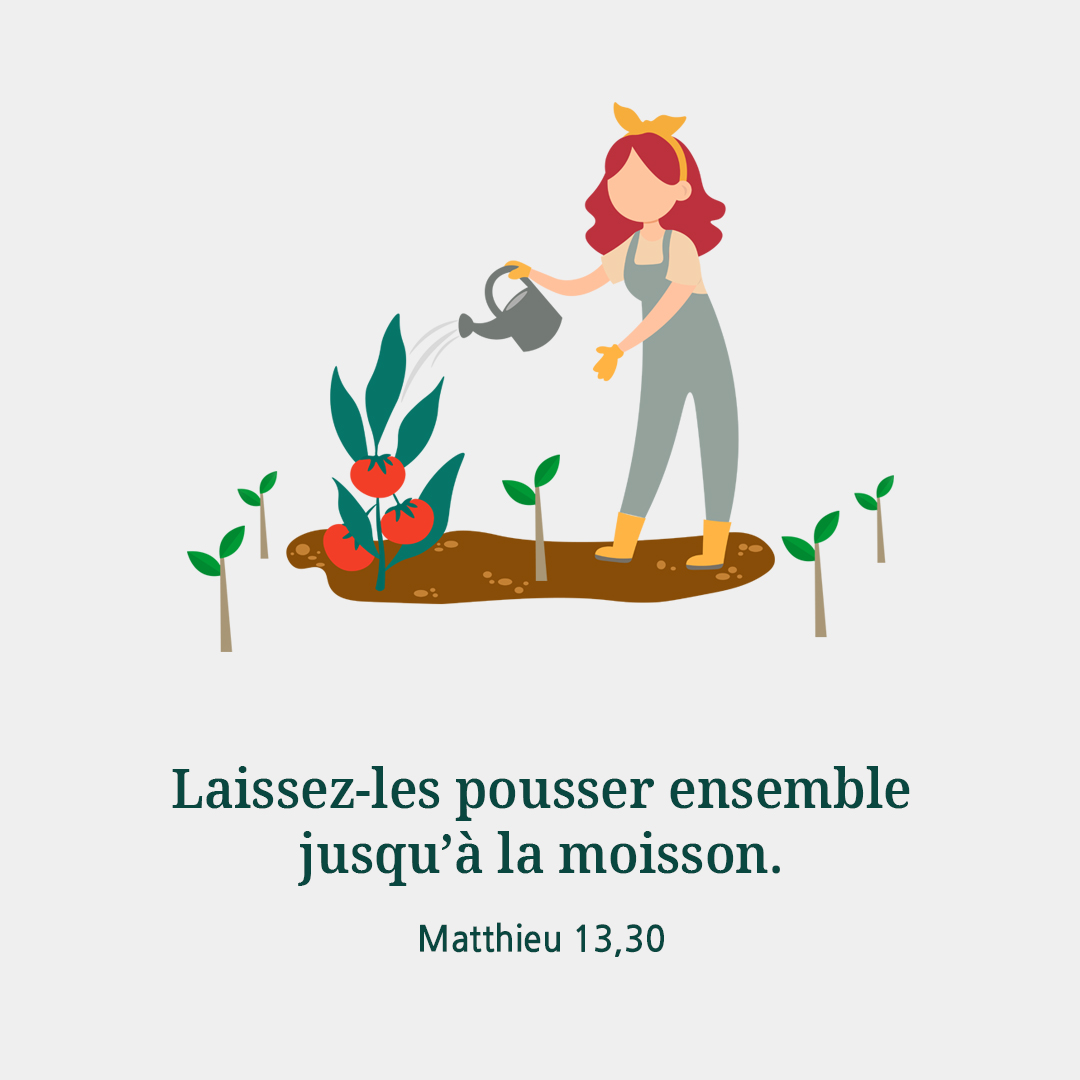 Laissez-les pousser ensemble jusqu&rsquo;&agrave; la moisson. (Matthieu 13,30)