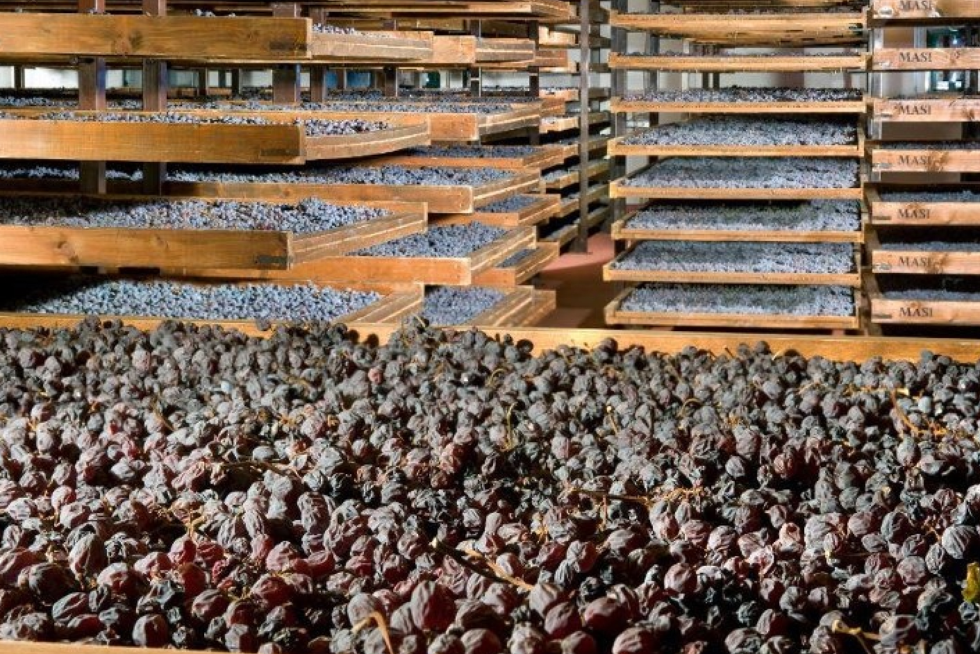 아파시멘토 공법으로 말리는 포도알들