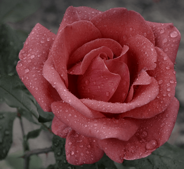 삼척장미축제 일정 입장료 주차장 관람꿀팁