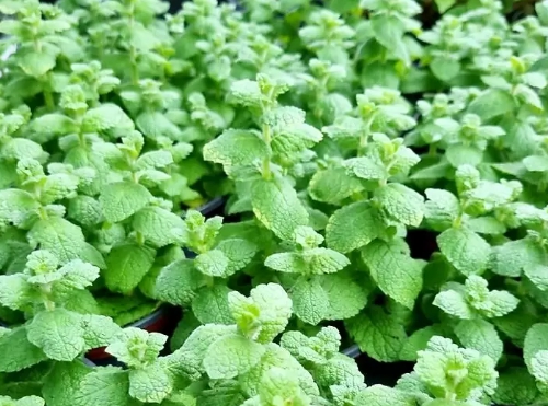 가을에 피는 꽃 종류 애플민트