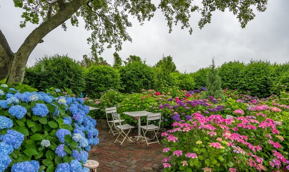 제주 마노르블랑 수국축제