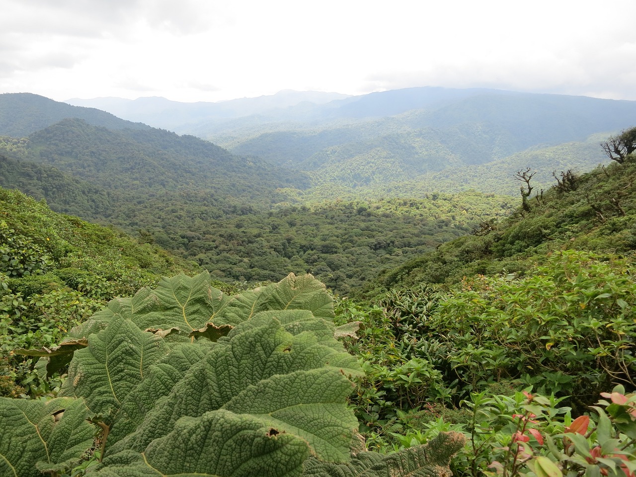 몬테베르데 우림(Monteverde Cloud Forest Reserve)