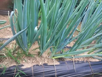 텃밭 대파 키우는 방법 파종 시기_2