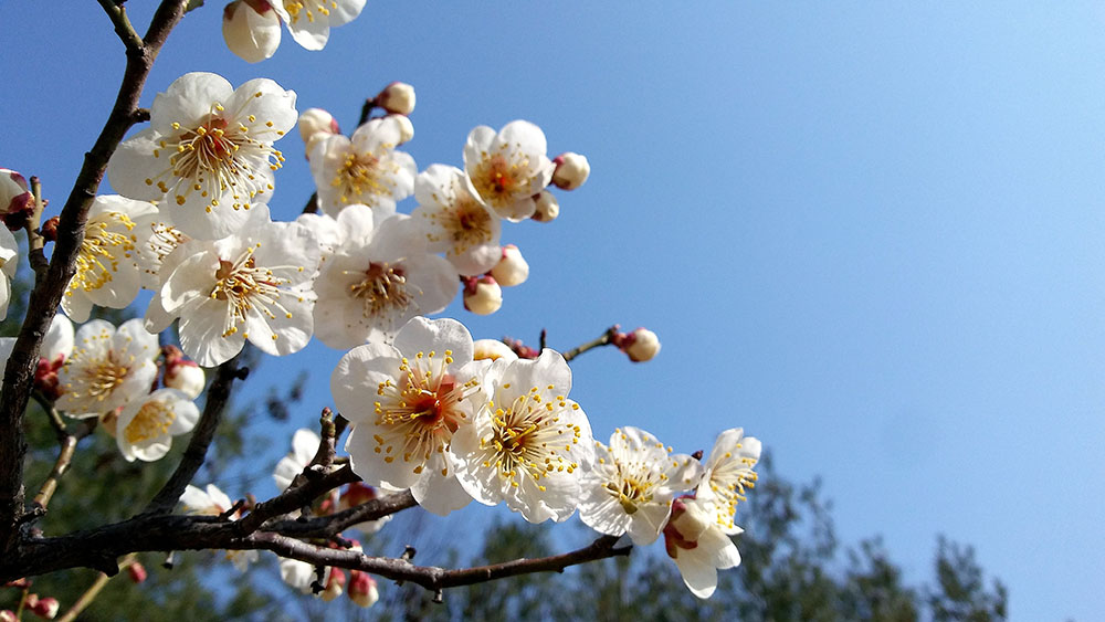 서울둘레길(SeoulTrail) 2-1코스 용마산&middot;아차산 '매화'