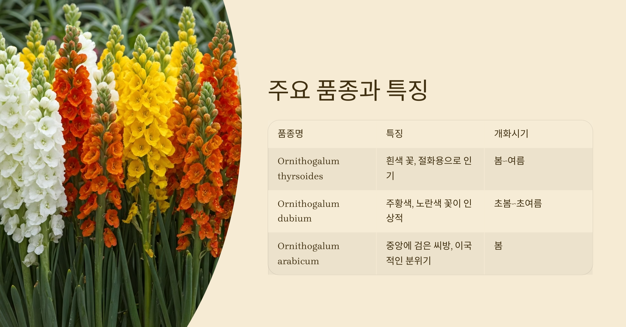 오니소갈룸
