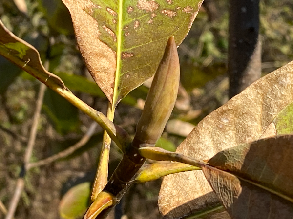 일본목련 겨울눈
