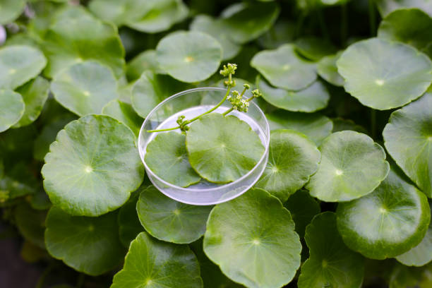 병풀추출물 효능2