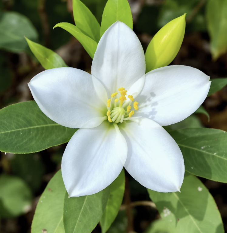 이름 속에 숨겨진 비밀&amp;#44; &amp;#39;병아리&amp;#39;를 찾아라