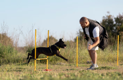 용인 반려견 놀이터