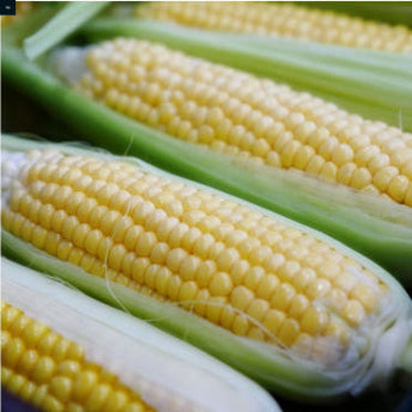 초당옥수수 삶는 방법(버터구이&amp;#44; 솥밥 등)